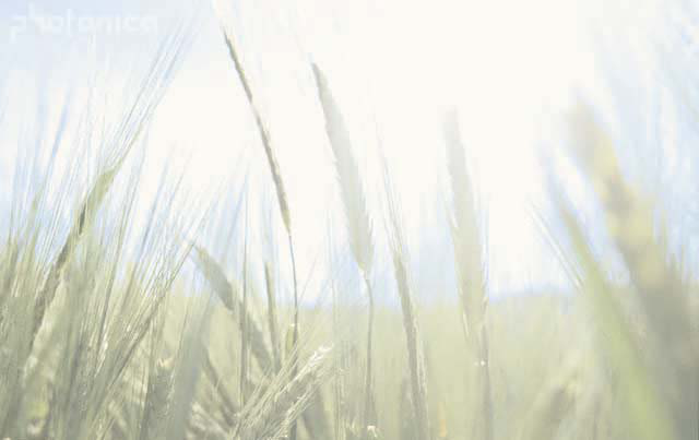 Soft focus grasses in warm light